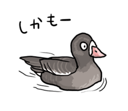 Duck on parade sticker #2672335