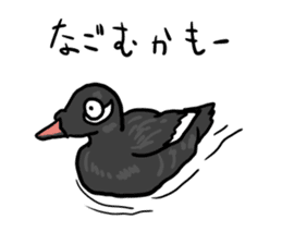 Duck on parade sticker #2672355