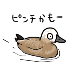 Duck on parade sticker #2672357