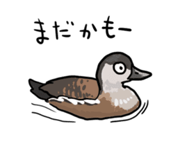 Duck on parade sticker #2672365