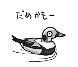 Duck on parade sticker #2672370