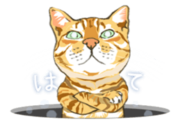 Meow Meow Cats2 sticker #2689509