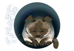 Meow Meow Cats2 sticker #2689524