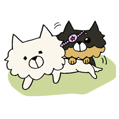 Kansaiben chihuahuas