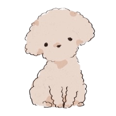 Fluffy Toy Poodle