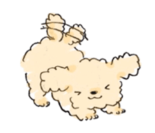 Fluffy Toy Poodle sticker #2711300
