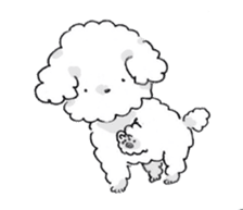Fluffy Toy Poodle sticker #2711308