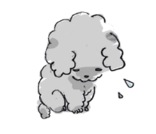 Fluffy Toy Poodle sticker #2711315