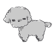 Fluffy Toy Poodle sticker #2711318