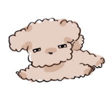 Fluffy Toy Poodle sticker #2711323