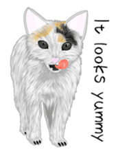 real cats(Eng ver.) sticker #2715558