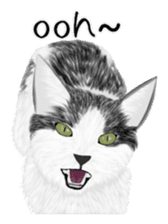 real cats(Eng ver.) sticker #2715562