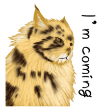 real cats(Eng ver.) sticker #2715573