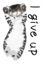 real cats(Eng ver.) sticker #2715584