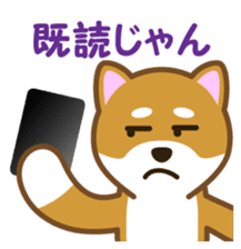 Taro Shiba Inu sticker #2725248