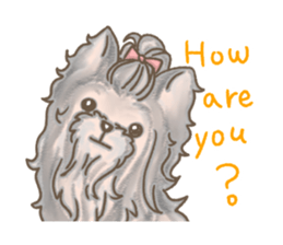 Poodle&yorkie. sticker #2729480