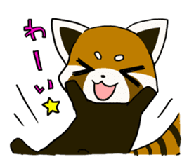Daily of red pandas. sticker #2732765