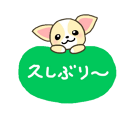 Everyday Chihua-Poo japanese edition sticker #2740971