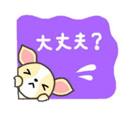 Everyday Chihua-Poo japanese edition sticker #2740975