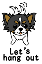black&white Long Coat Chihuahua(English) sticker #2745572