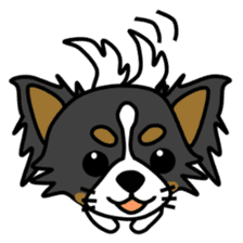 black&white Long Coat Chihuahua(English) sticker #2745573