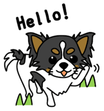 black&white Long Coat Chihuahua(English) sticker #2745576