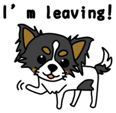 black&white Long Coat Chihuahua(English) sticker #2745582