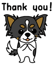 black&white Long Coat Chihuahua(English) sticker #2745585