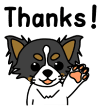 black&white Long Coat Chihuahua(English) sticker #2745588