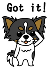 black&white Long Coat Chihuahua(English) sticker #2745590