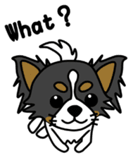 black&white Long Coat Chihuahua(English) sticker #2745594
