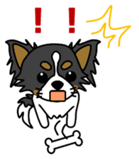 black&white Long Coat Chihuahua(English) sticker #2745596