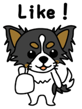 black&white Long Coat Chihuahua(English) sticker #2745602