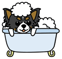 black&white Long Coat Chihuahua(English) sticker #2745607