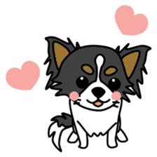 black&white Long Coat Chihuahua(English) sticker #2745608