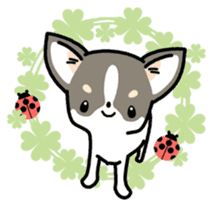 Kawaii Chihuahua (English) sticker #2752374