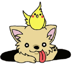 Hime the Chihuahua sticker #2759530