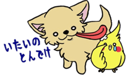 Hime the Chihuahua sticker #2759532