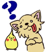 Hime the Chihuahua sticker #2759548