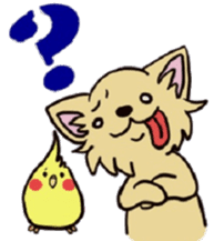 Hime the Chihuahua sticker #2759548