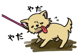 Hime the Chihuahua sticker #2759552