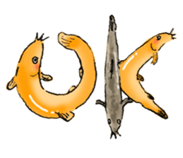 Golden Dojo Loach Sticker sticker #2782844