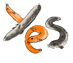 Golden Dojo Loach Sticker sticker #2782856