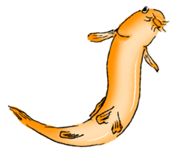 Golden Dojo Loach Sticker sticker #2782870
