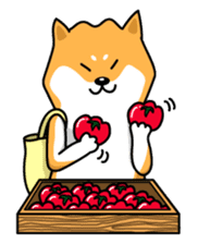 Shiba Inu Genki No.2 (Housework ver.) sticker #2805311