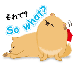 Pomeranian Reena & Hime sticker #2806596