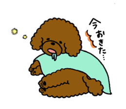 The pretty toy poodle "MOMO" sticker #2806975