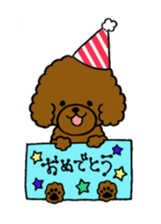 The pretty toy poodle "MOMO" sticker #2806977