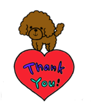 The pretty toy poodle "MOMO" sticker #2806978