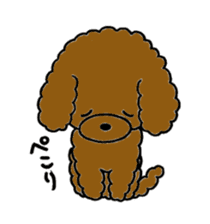 The pretty toy poodle "MOMO" sticker #2806983